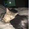 Tolly Toth's profile picture