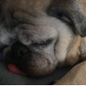 zoonation's profile picture