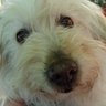 subupo's profile picture