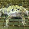 GoldGloveVarsho's profile picture