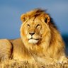 Debashis Ghosh's profile picture