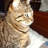 titika2012's profile picture