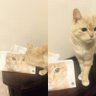サラ 的头像