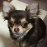 しょこら profil fotoğrafı