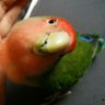 Profilbild von たむらまろ
