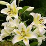 Фото профиля liliana