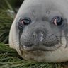sadseal profil fotoğrafı