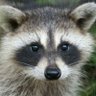 RACHUN's profile picture