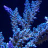 Фото профиля Kevin Burola