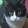 カヂピロン(KadhiPyrone) profil fotoğrafı