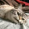 HentaiSan profil fotoğrafı