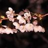 Фото профиля むーちょ