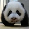 utar1234 的头像
