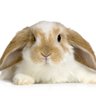 Profilbild von Xanatax 🐰
