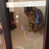 Фото профиля ねこくん