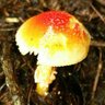 わた 的头像