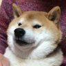 Profilbild von そらまめ