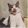 tomo.o's profile picture
