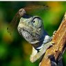 TheRealSenzu profil fotoğrafı