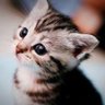Фото профиля なにゃみ