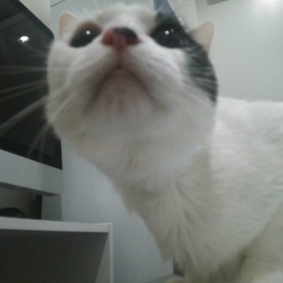 中川桂子's profile picture