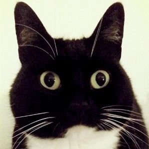Curious Zelda's profile picture