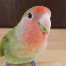 コザクラ's profile picture
