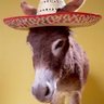 Tequila Donkey 的头像