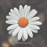 شَيمآء's profile picture