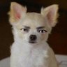 Profilbild von ふりかけ