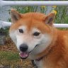 にっしぃ1100's profile picture