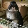 ぎゅぅー profil fotoğrafı