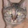 koji P's profile picture