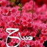 Фото профиля Khalid KH