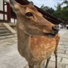 Dian profil fotoğrafı