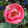 WhatsYourSCS's profile picture
