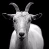 Profilbild von The Goat