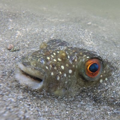 山と溪谷社いきもの部's profile picture