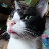 Фото профиля ポンコツちゃーちゃんは猫🐱が好き