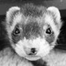 Profilbild von weasel