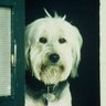 Фото профиля Zeek the Dog