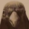 野鳥先輩 profil fotoğrafı