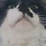 mayutama's profile picture