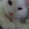 ぺルぴょん profil fotoğrafı