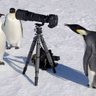 Profilbild von ペンギン