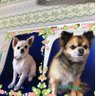 ロンちゃんハクちゃん profil fotoğrafı