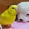 Profilbild von モモの飼い主