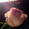 Profilbild von ...