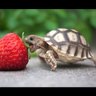 🐢 profil fotoğrafı