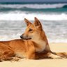 LdogExtreme🇦🇺☘️ 的头像